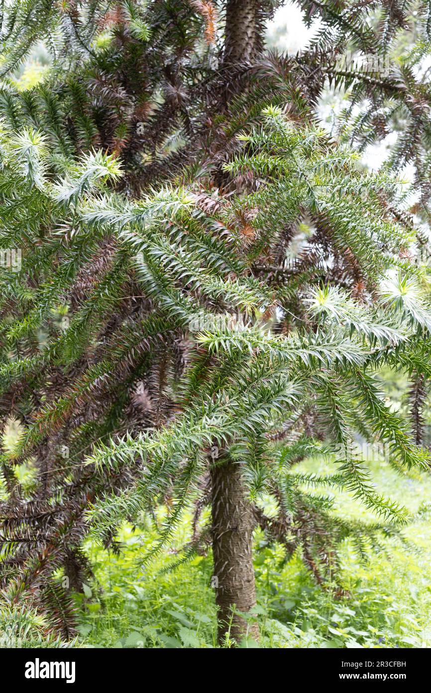 Araucaria angustifolia - parana pine tree. Stock Photo