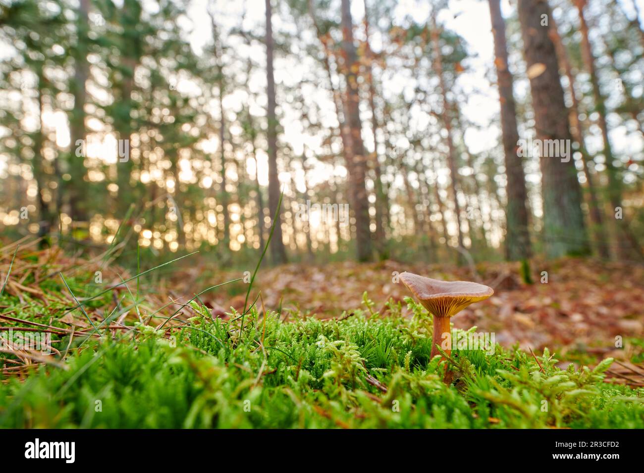Mushroom in a German forest Stock Photo Alamy
