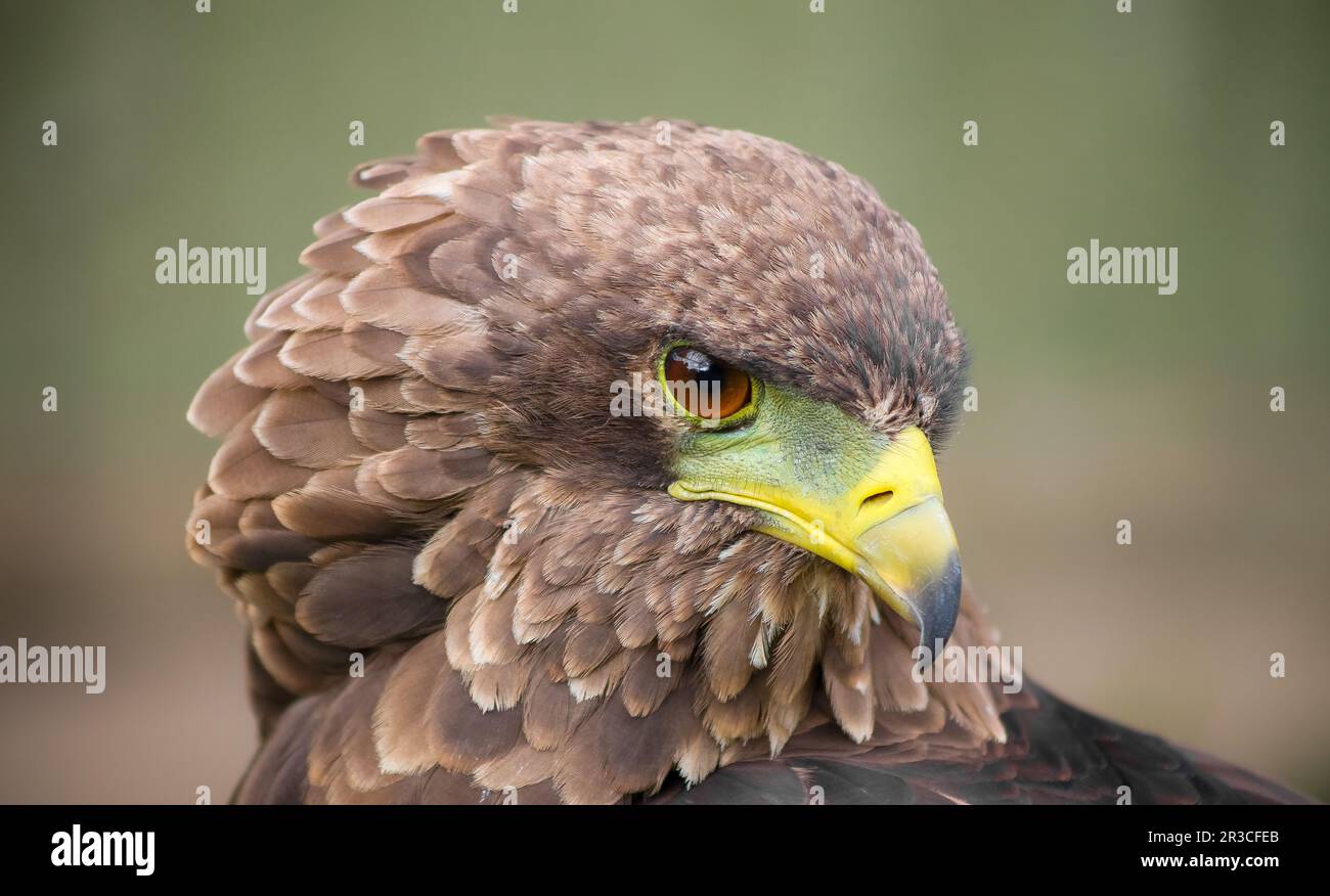 Close up macro of a brown eagle with a green and yellow beak Stock Photo