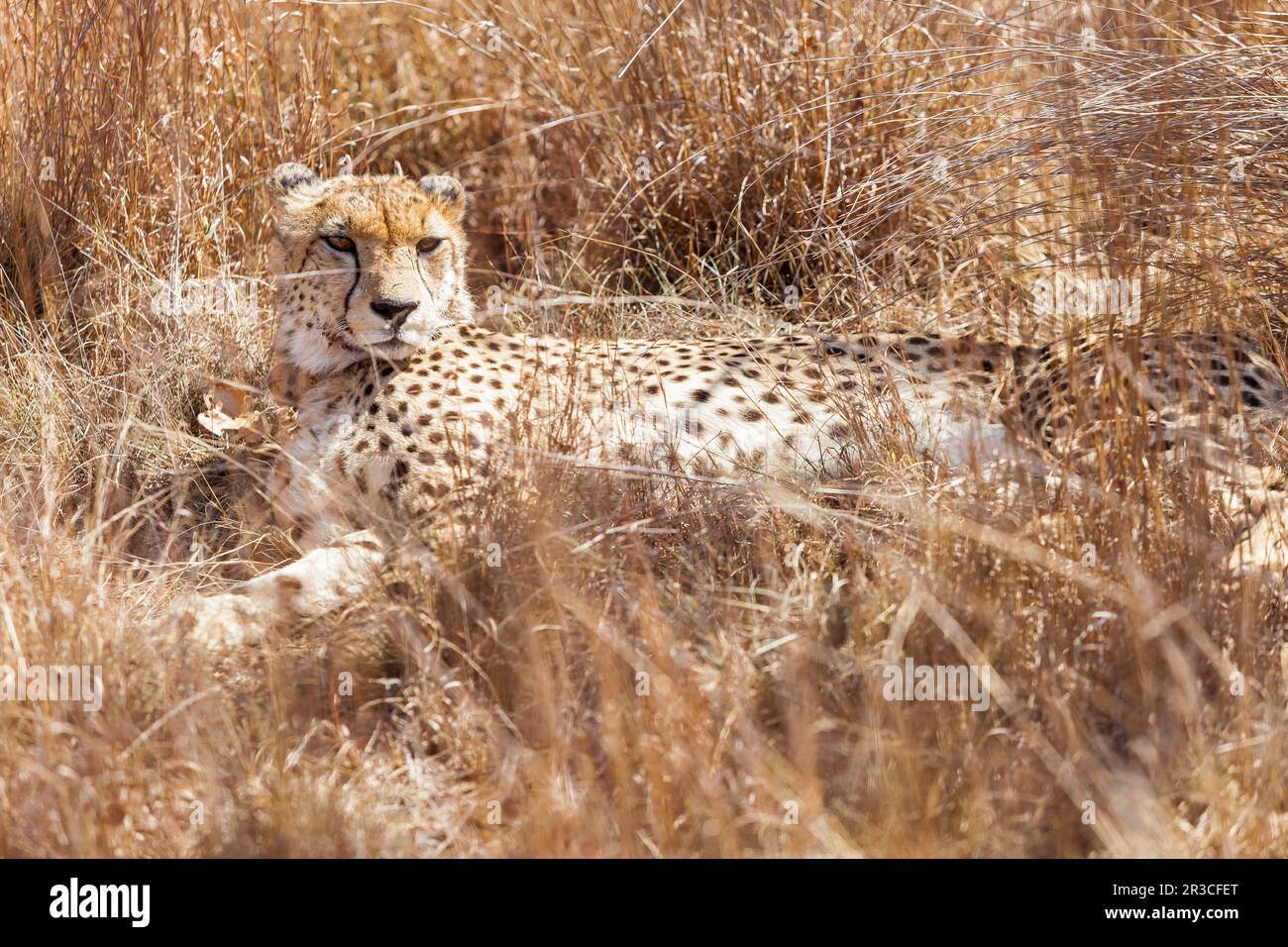 African Cheetah sitting in long grass Stock Photo