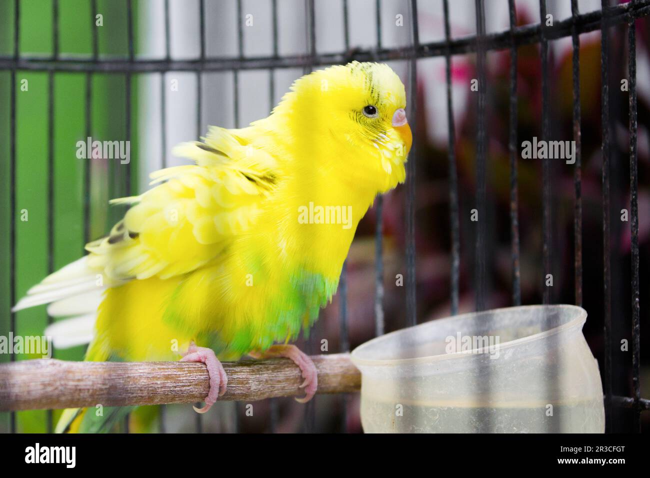 Yellow green parakeet bird in a cage Stock Photo