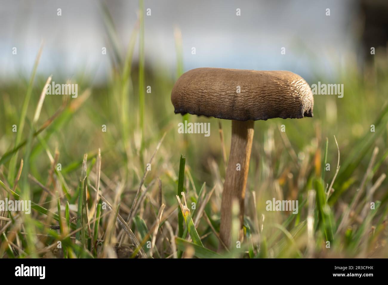 Small mushroom in the garden Stock Photo