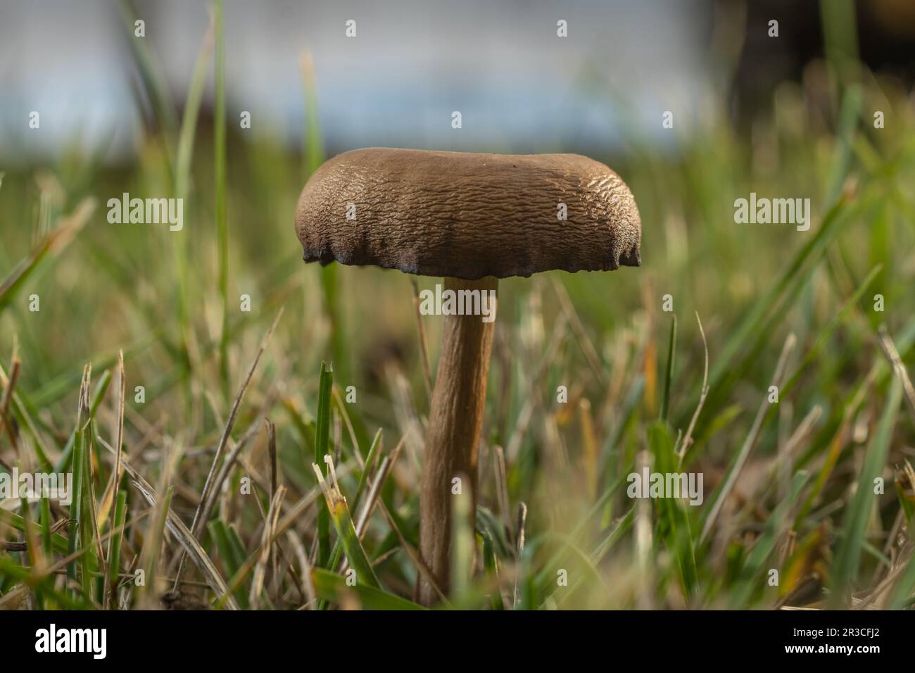 Small mushroom in the garden Stock Photo
