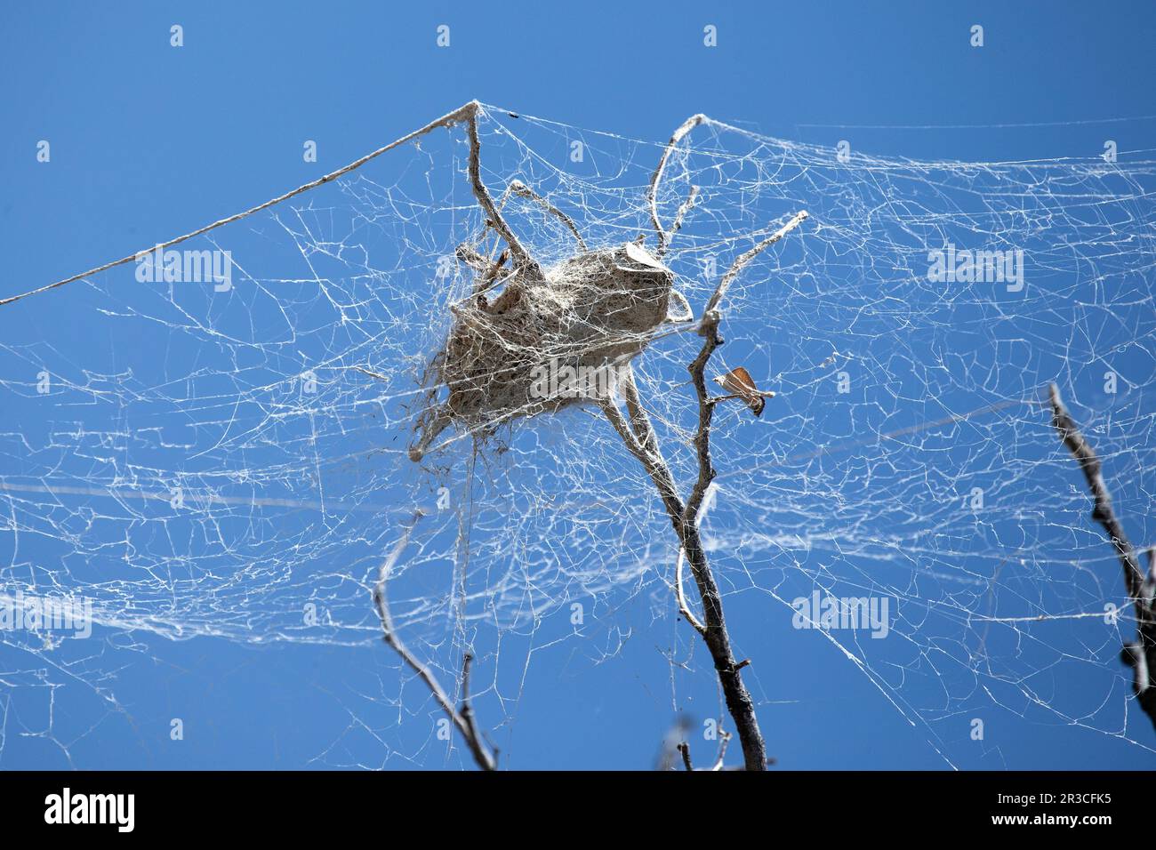 A sociable spiders' nest in a tree, up aganst a blue sky; in Etosha. Stock Photo