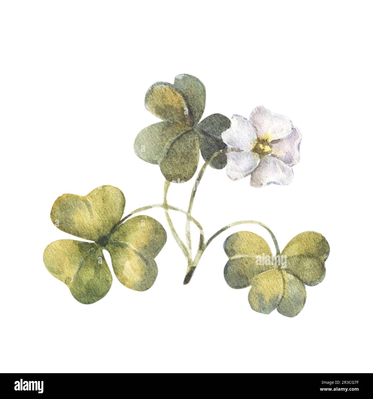 Watercolor illustration, forest oxalis isolated on a white background. Forest plant with three-lobed leaves and small white flowers. Stock Photo