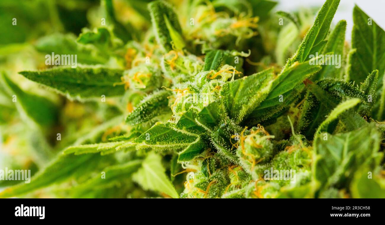 Macro close up of a Cannabis Medical Marijuana plant with focus on the resinous flower Stock Photo