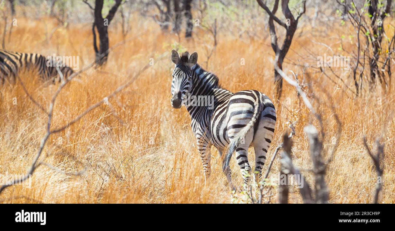 Rear view of an African Zebra Stock Photo