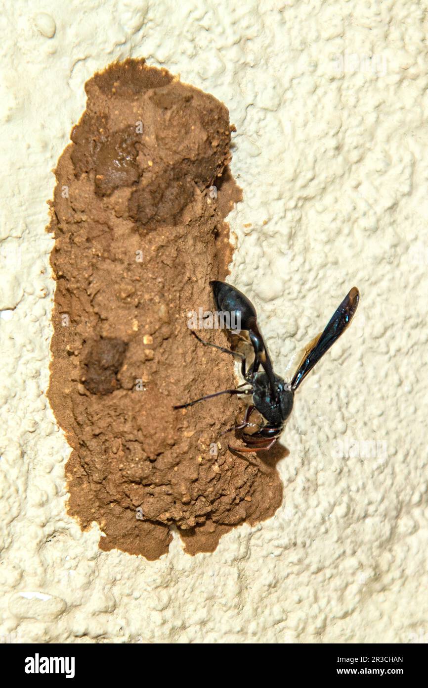Great Black Wasp Nest