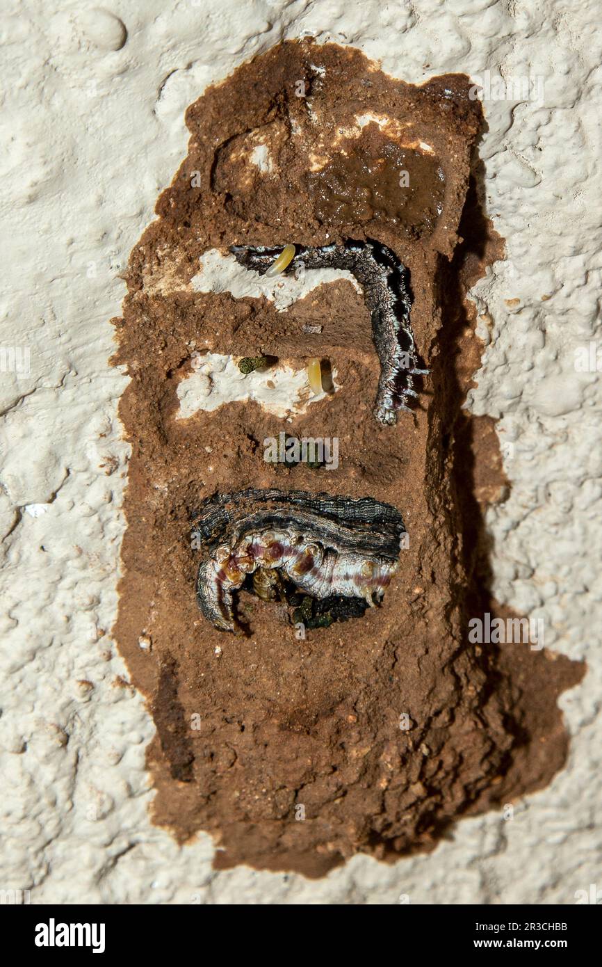 The chambers, containing live caterpillers, of a Great Black Spider