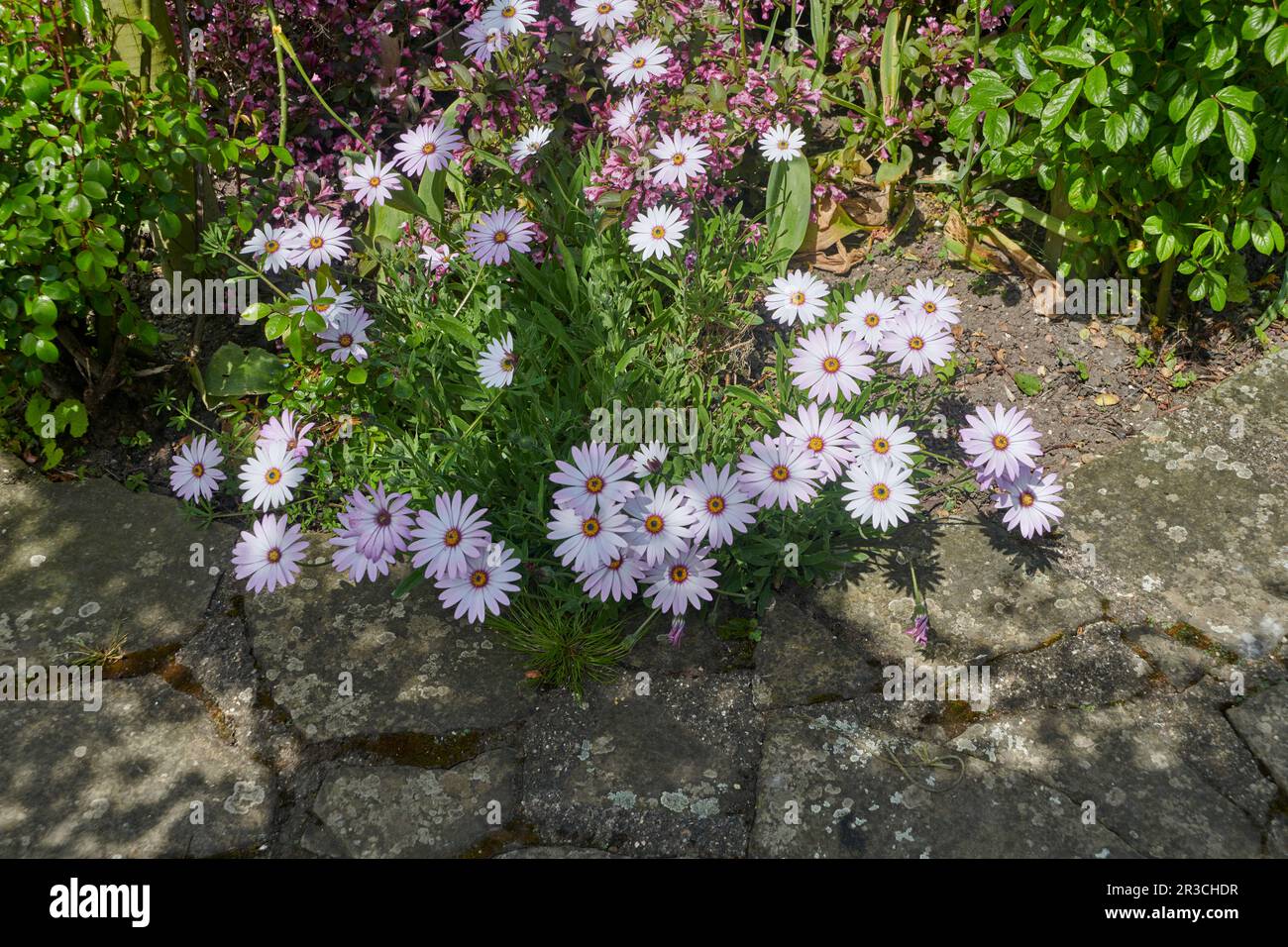 Beautiful white flowers of Dimorphotheca pluvialis also known as Cape rain daisy, marigold, Weather prophet, Stock Photo