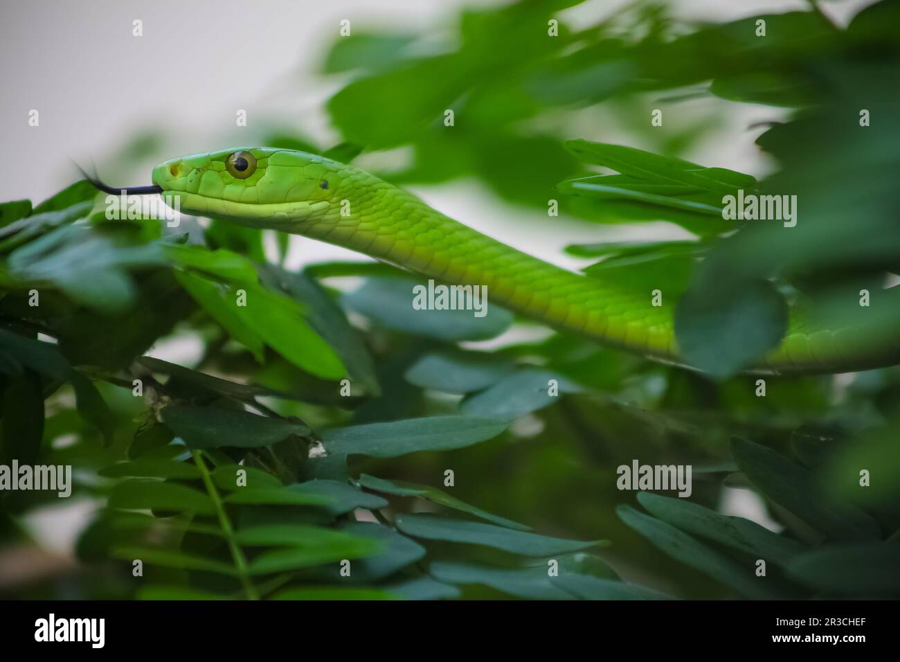 Venomous Green Mamba Tree Snake Stock Photo