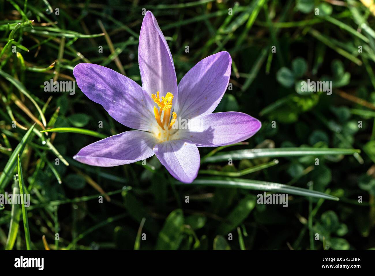 Purple spring hi-res stock photography and images - Alamy