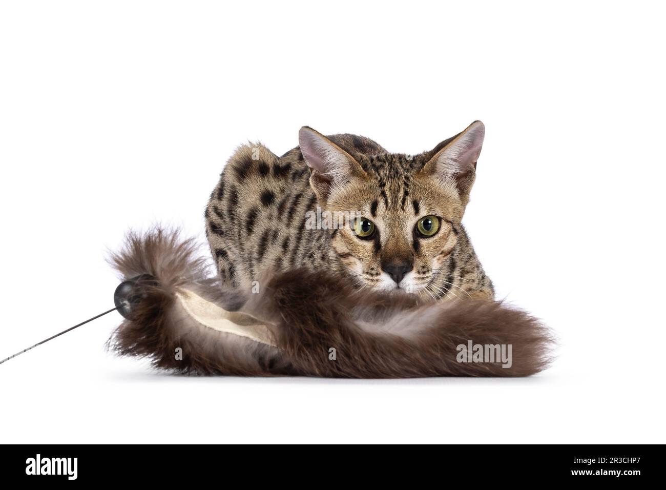 Beautiful F5 Savannah cat laying down. Staring concentrated to furr toy. Isolated on a white
