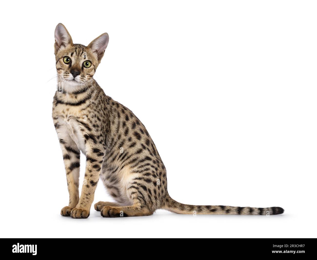 Beautiful F5 Savannah cat sitting up side ways. Looking curious