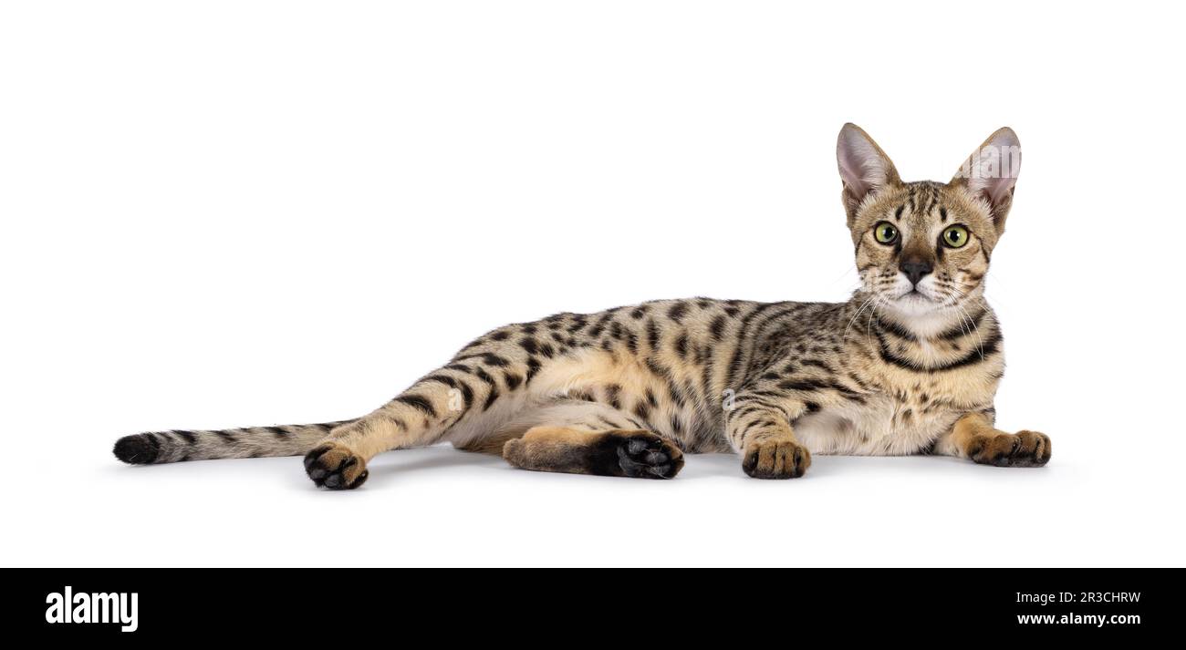F5 2024 savannah cat