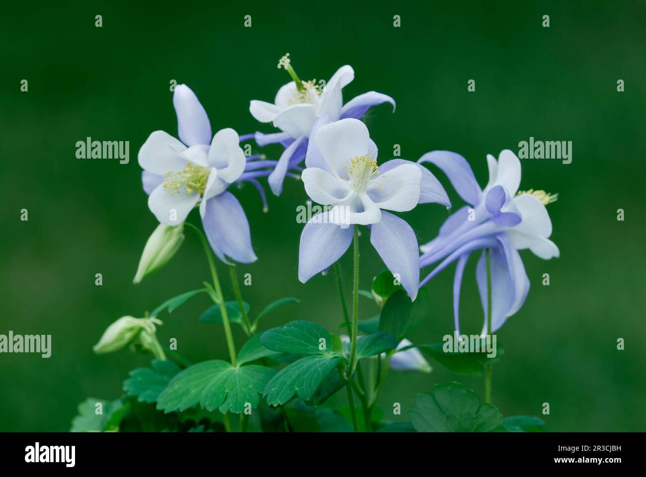 Blossom aquilegia coerulea, colorado blue columbine flowers with leaves, closeup. Perennial plant. In ornamental garden.  Trencin, Slovakia Stock Photo