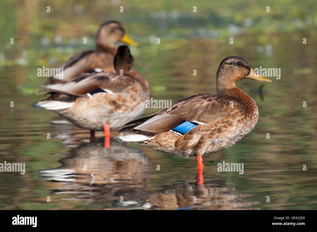Mallards Stock Photo