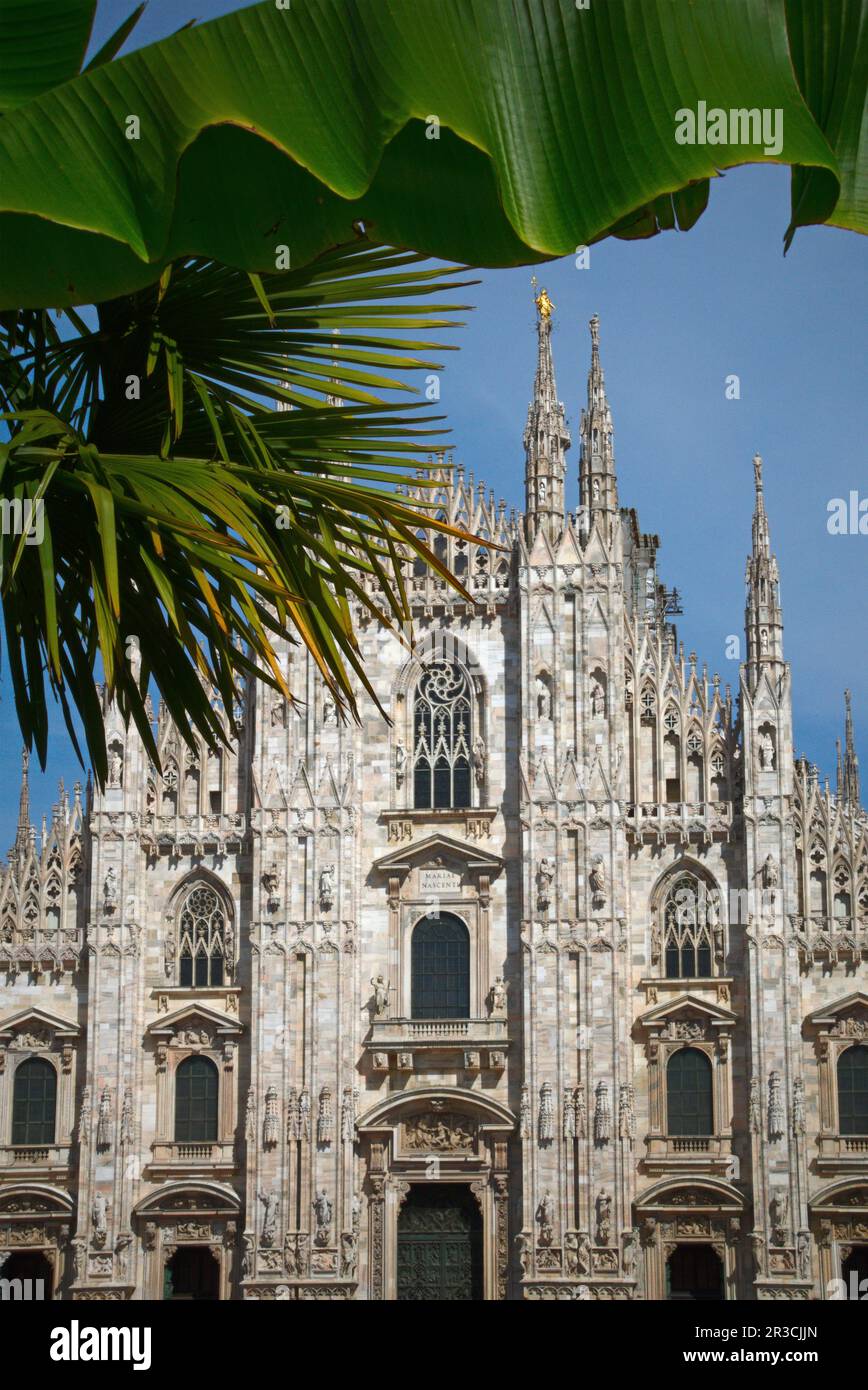 the cathedral Milan with palm tree and banana leaf in the foreground, Italy Stock Photo