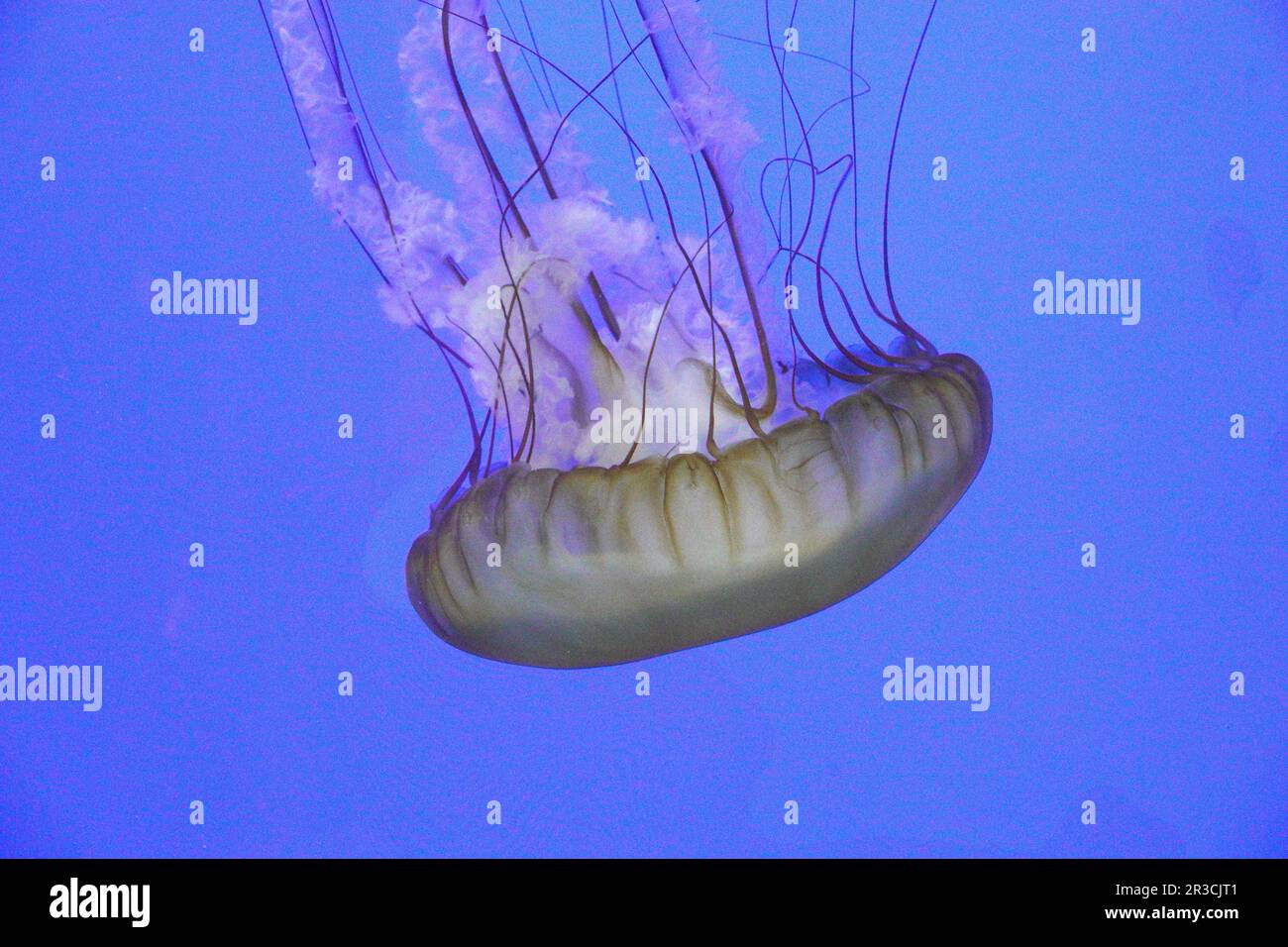 A Pacific Sea Nettle jellyfish floats in a tidal pool along the central Oregon Pacific Coast. Stock Photo