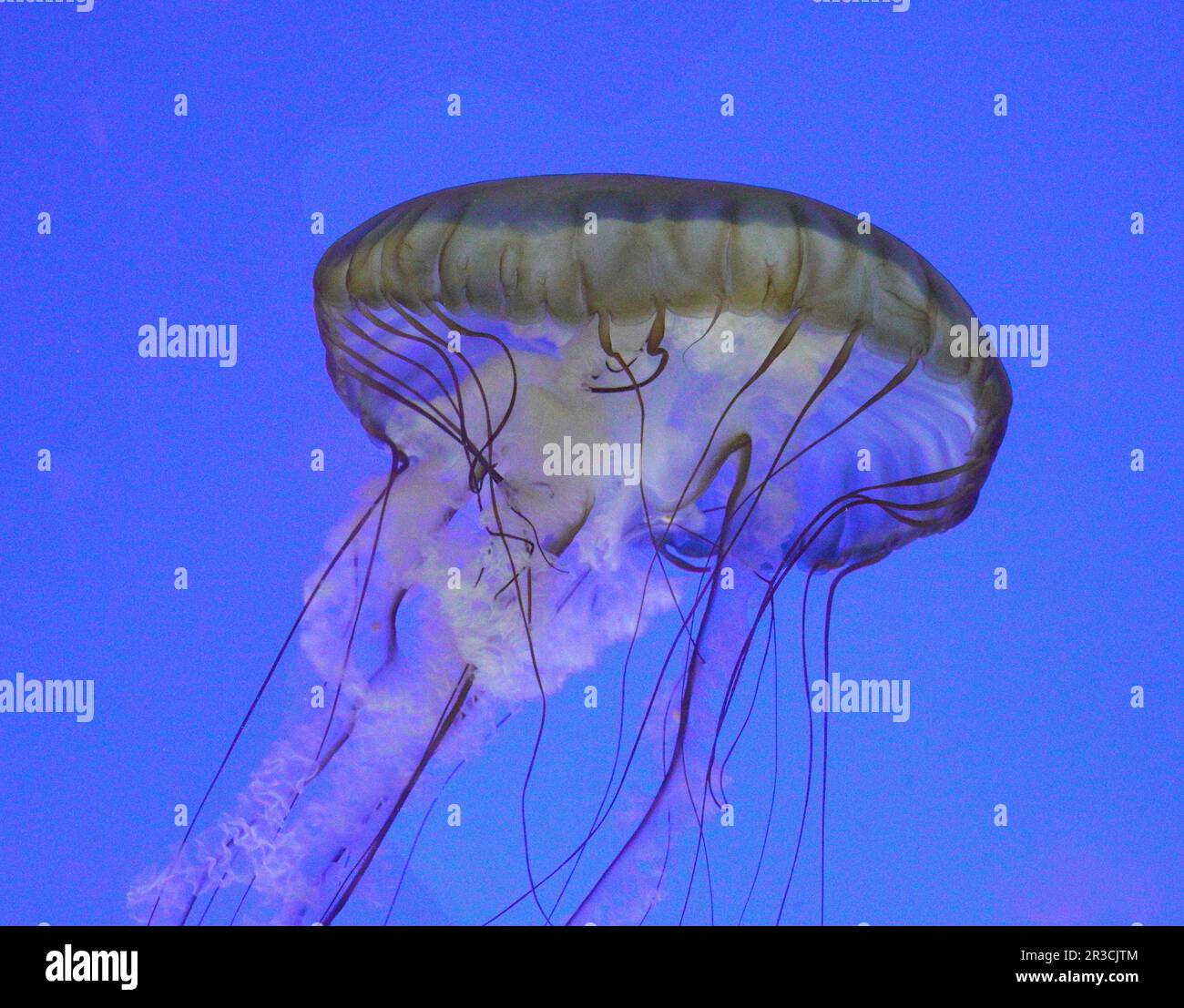 A Pacific Sea Nettle jellyfish floats in a tidal pool along the central Oregon Pacific Coast. Stock Photo