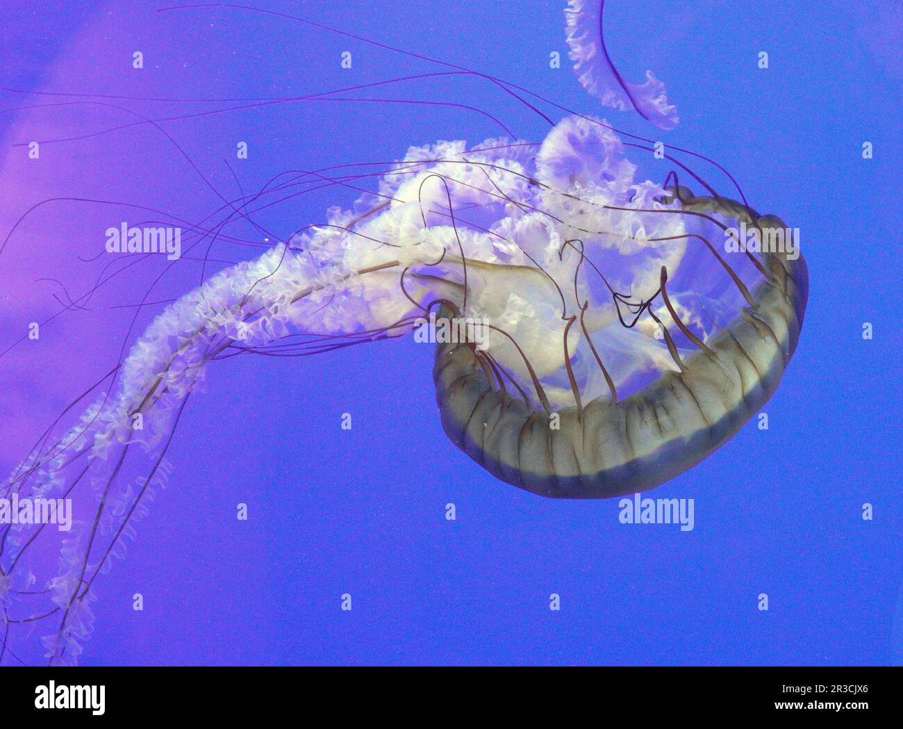 A Pacific Sea Nettle jellyfish floats in a tidal pool along the central Oregon Pacific Coast. Stock Photo