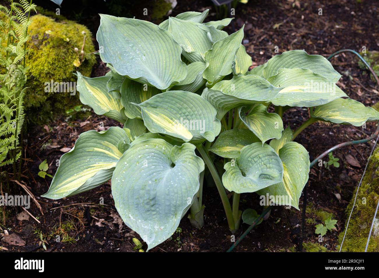 Hosta 'Abiqua Moonbeam' Stock Photo Alamy