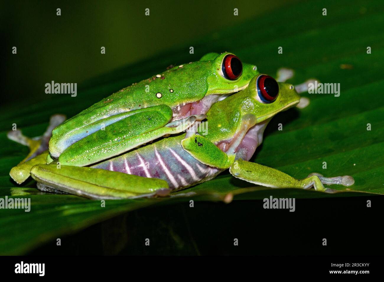 Red-eyed tree frog (Agalychnis callidryas) from Piedras Blancas National Park, Osa Peninsula, Costa Rica. Stock Photo