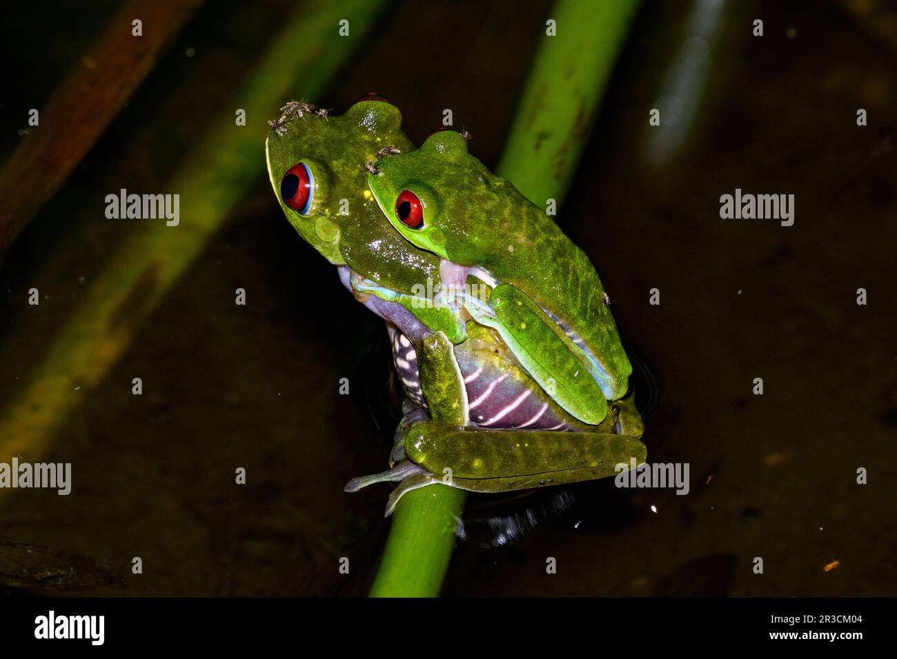 Red-eyed tree frogs (Agalychnis callidryas) mating. Photo  from Piedras Blancas National Park, Osa Peninsula, Costa Rica. Stock Photo