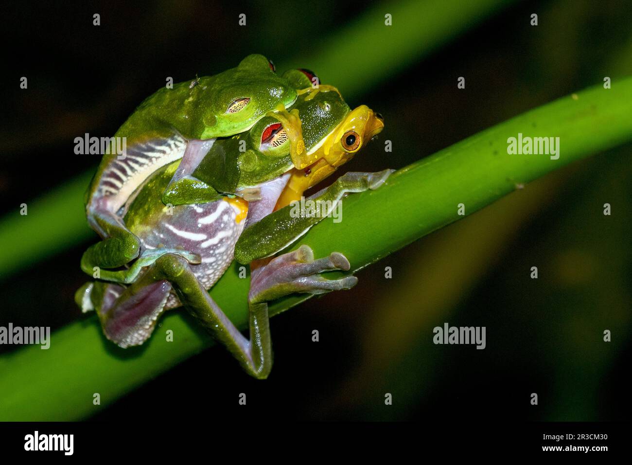 Redeyed tree frogs (Agalychnis callidryas) mating while a hourglass