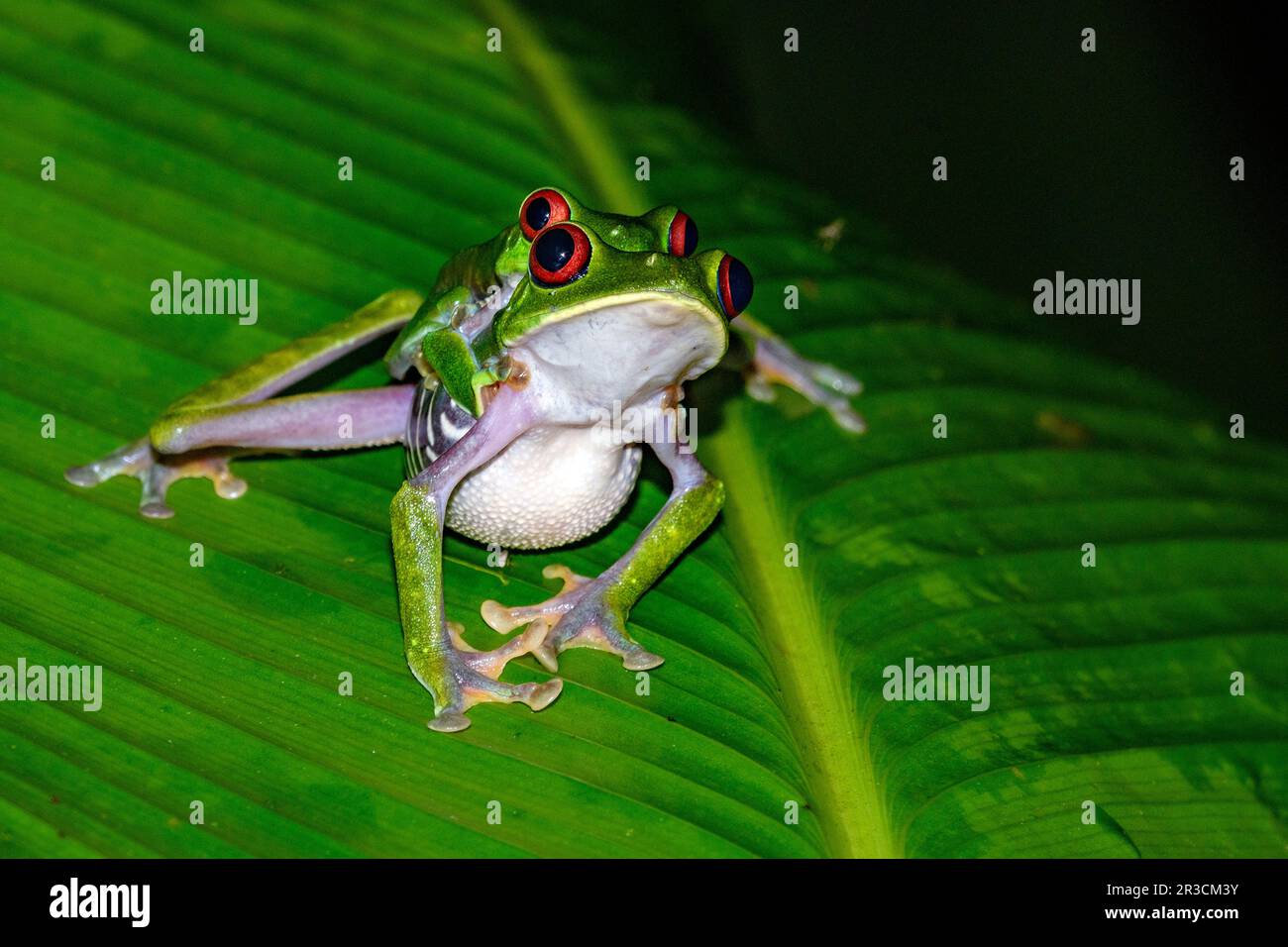 Redeyed tree frogs (Agalychnis callidryas) mating. Photo from Piedras