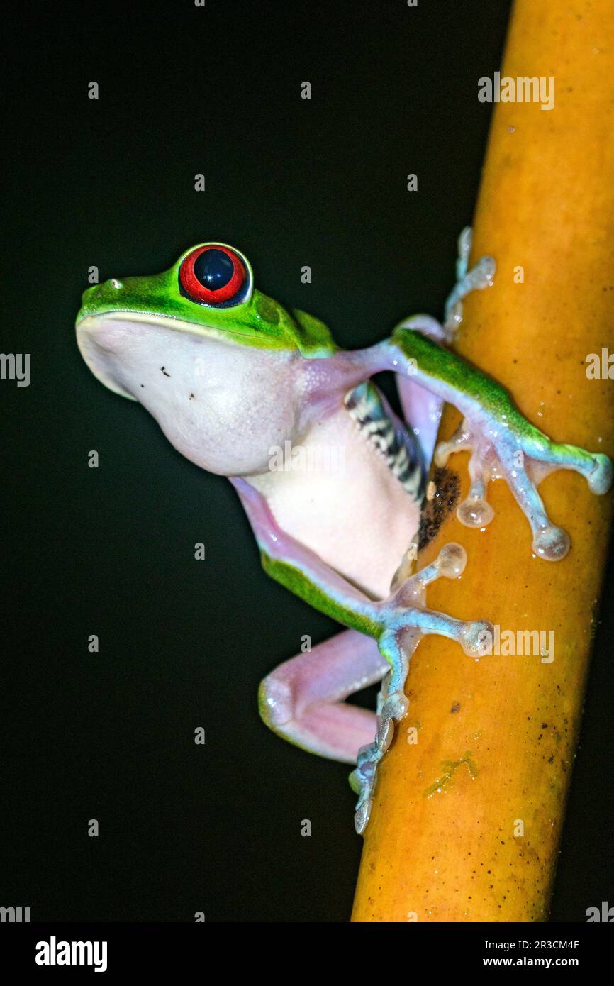 Red-eyed tree frog (Agalychnis callidryas) from Piedras Blancas National Park, Osa Peninsula, Costa Rica. Stock Photo