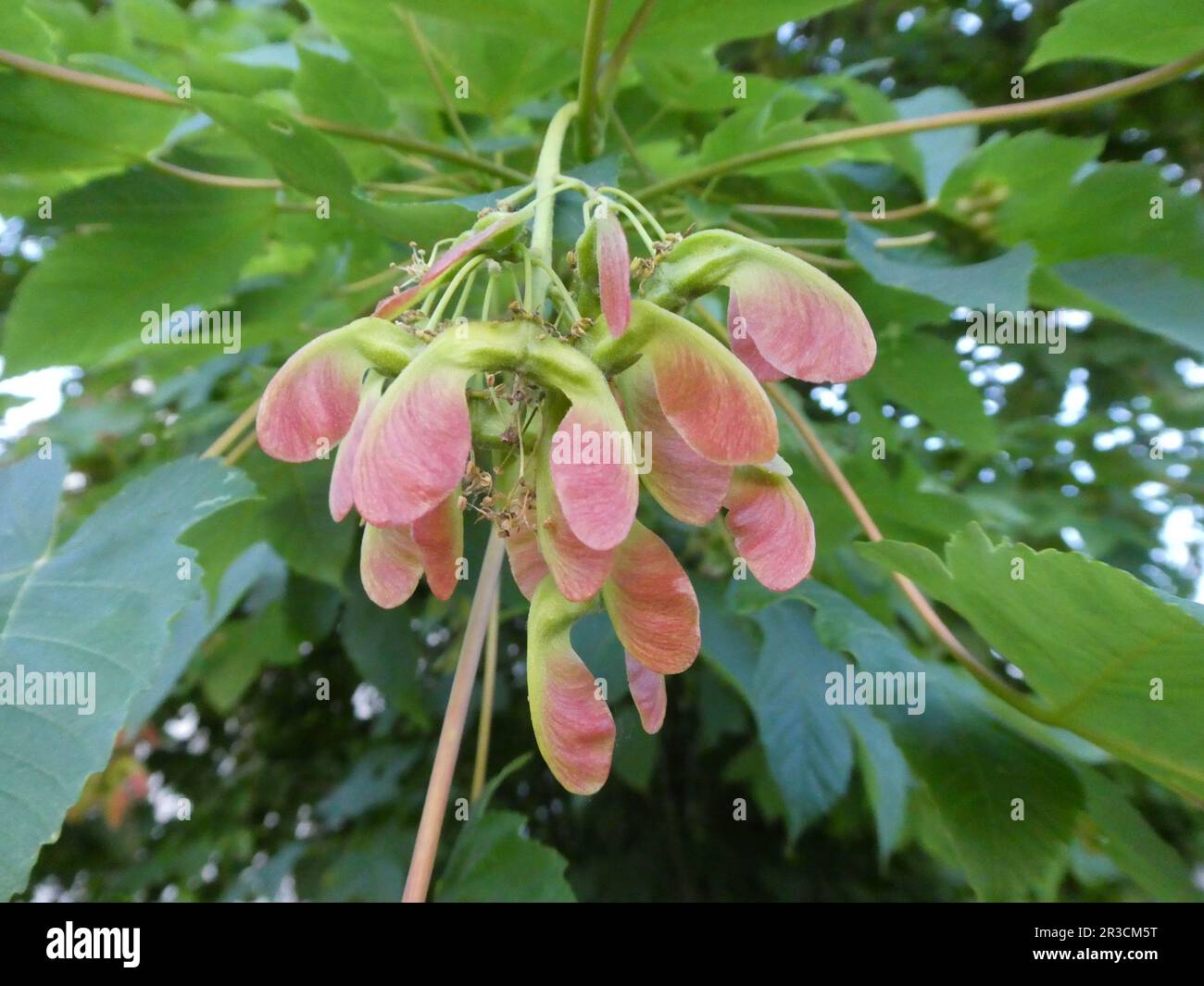 Fresh seeds of acer in springtime Stock Photo