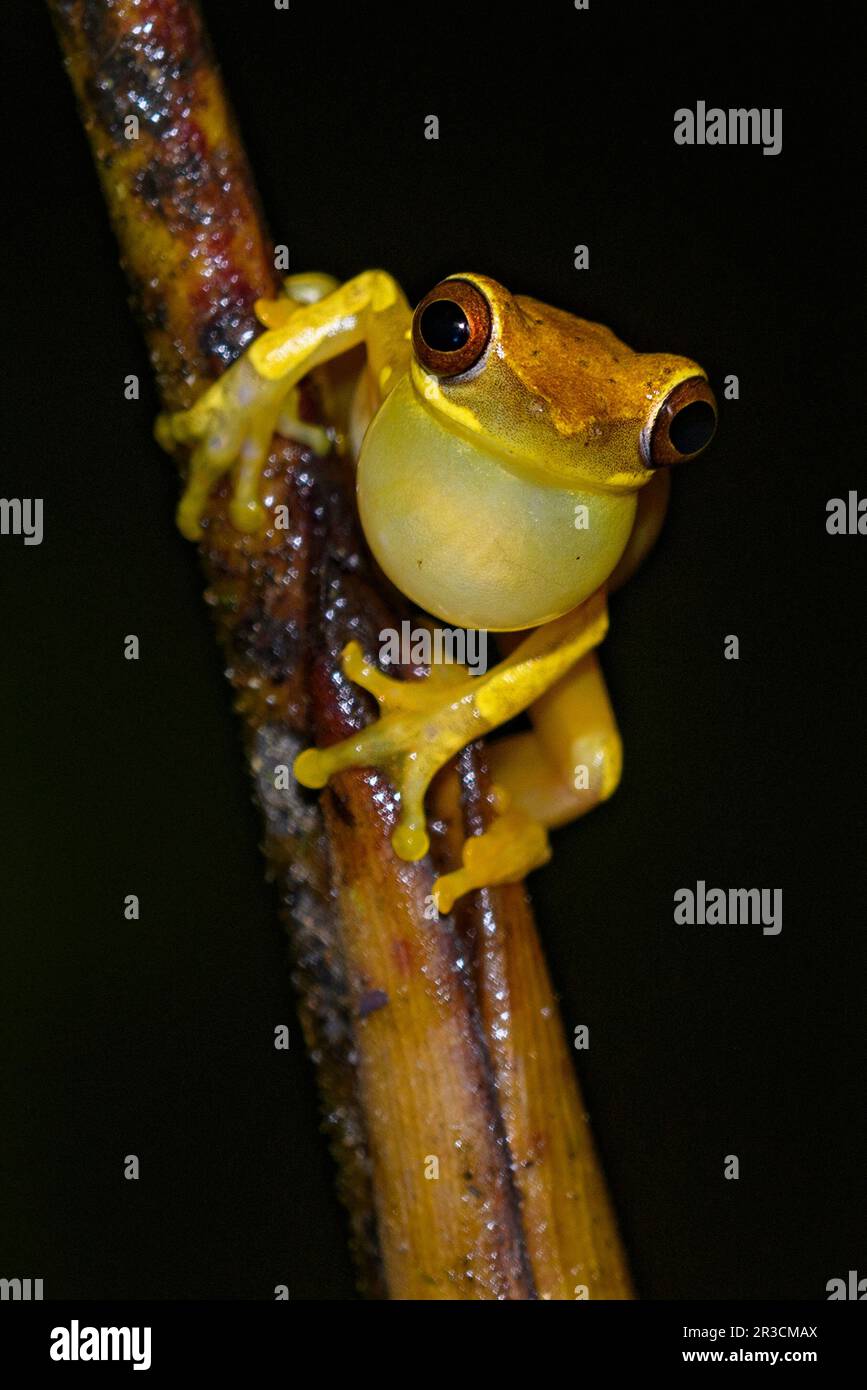 Hourglass tree frog (Dendropsophus ebraccatus) from Piedras Blancas ...