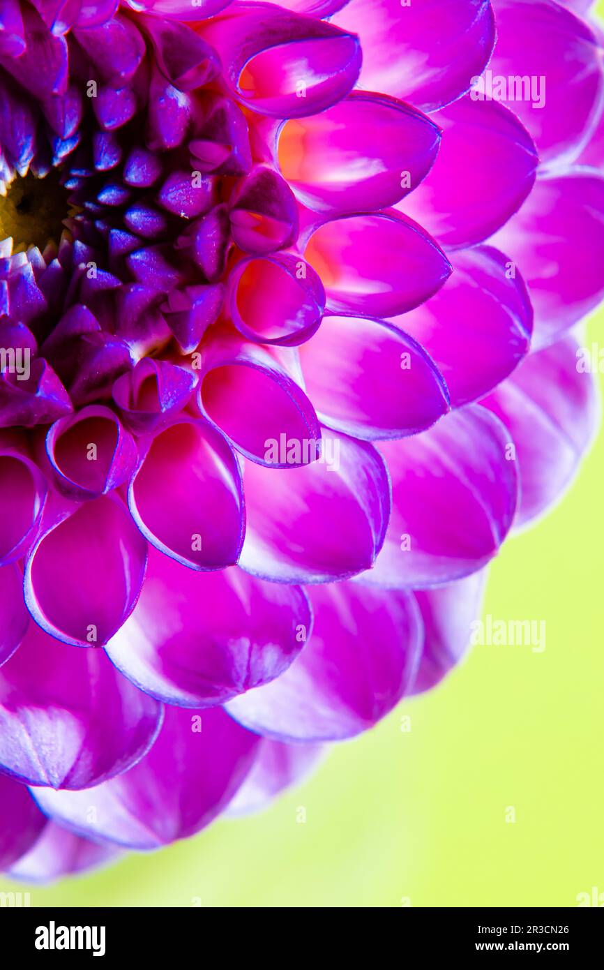 Dahlia flower macro as background for natural design Stock Photo