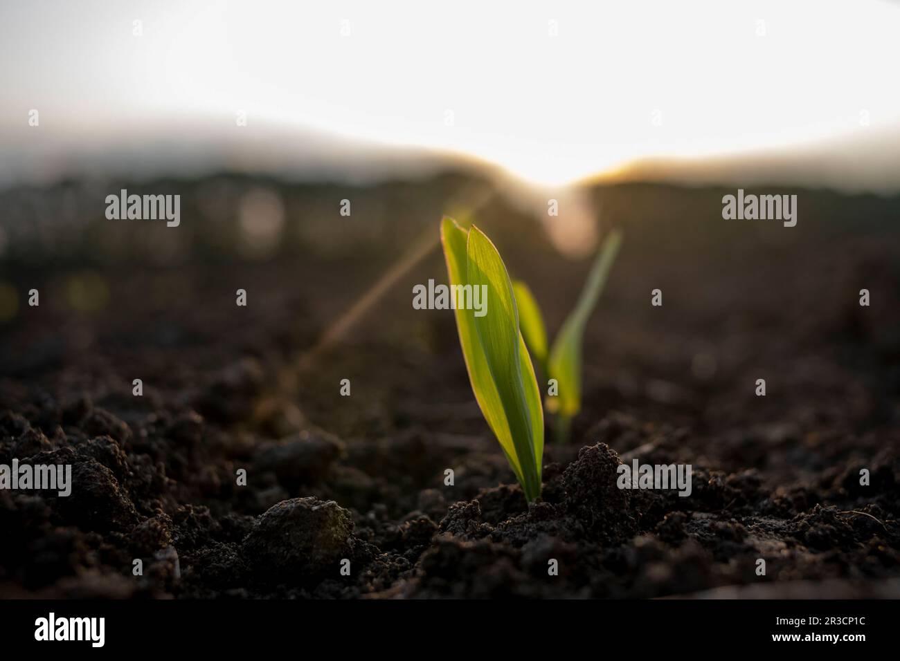 Corn field young plants hi-res stock photography and images - Alamy
