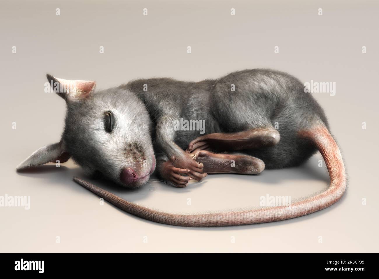House mouse mus musculus illustration hi-res stock photography and ...