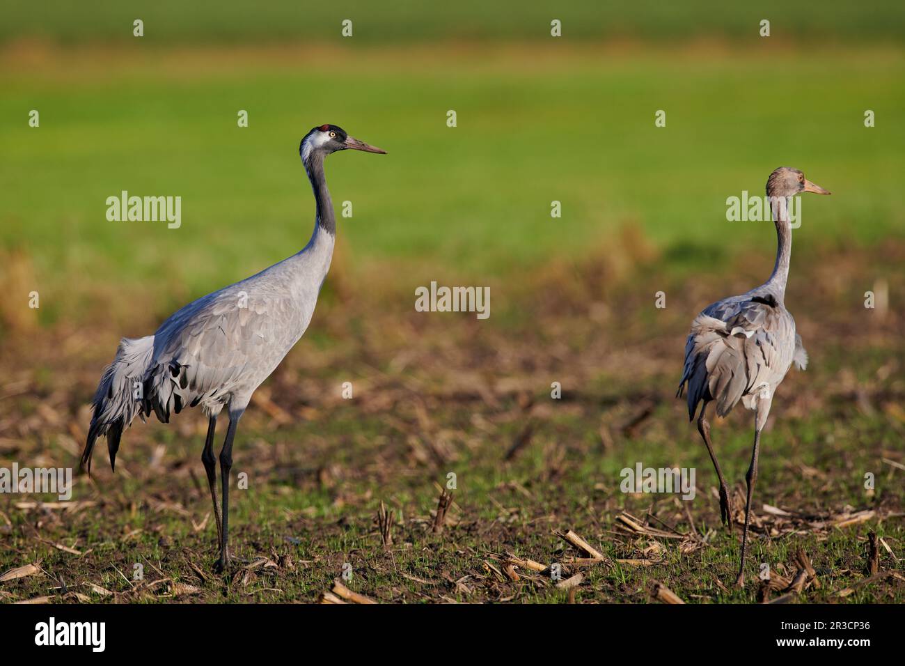 Common crane in a German bog Stock Photo