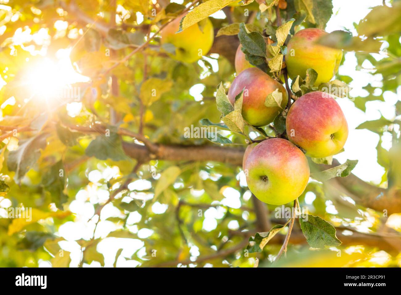 Apple tree autumn ripe apples hi-res stock photography and images - Alamy