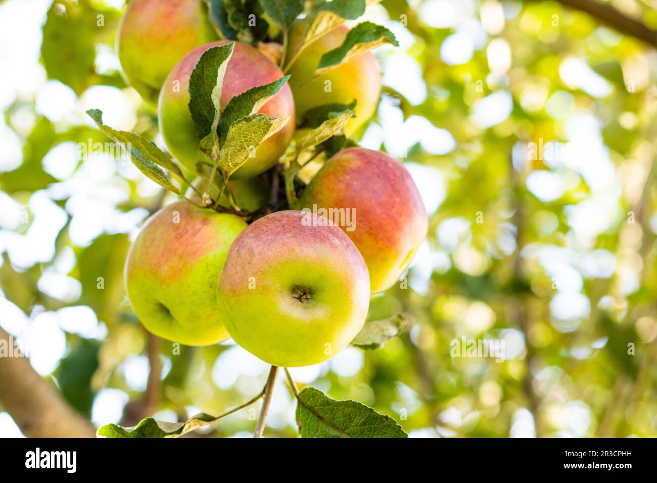 Healthy delicious apples growing in granny's garden Stock Photo - Alamy