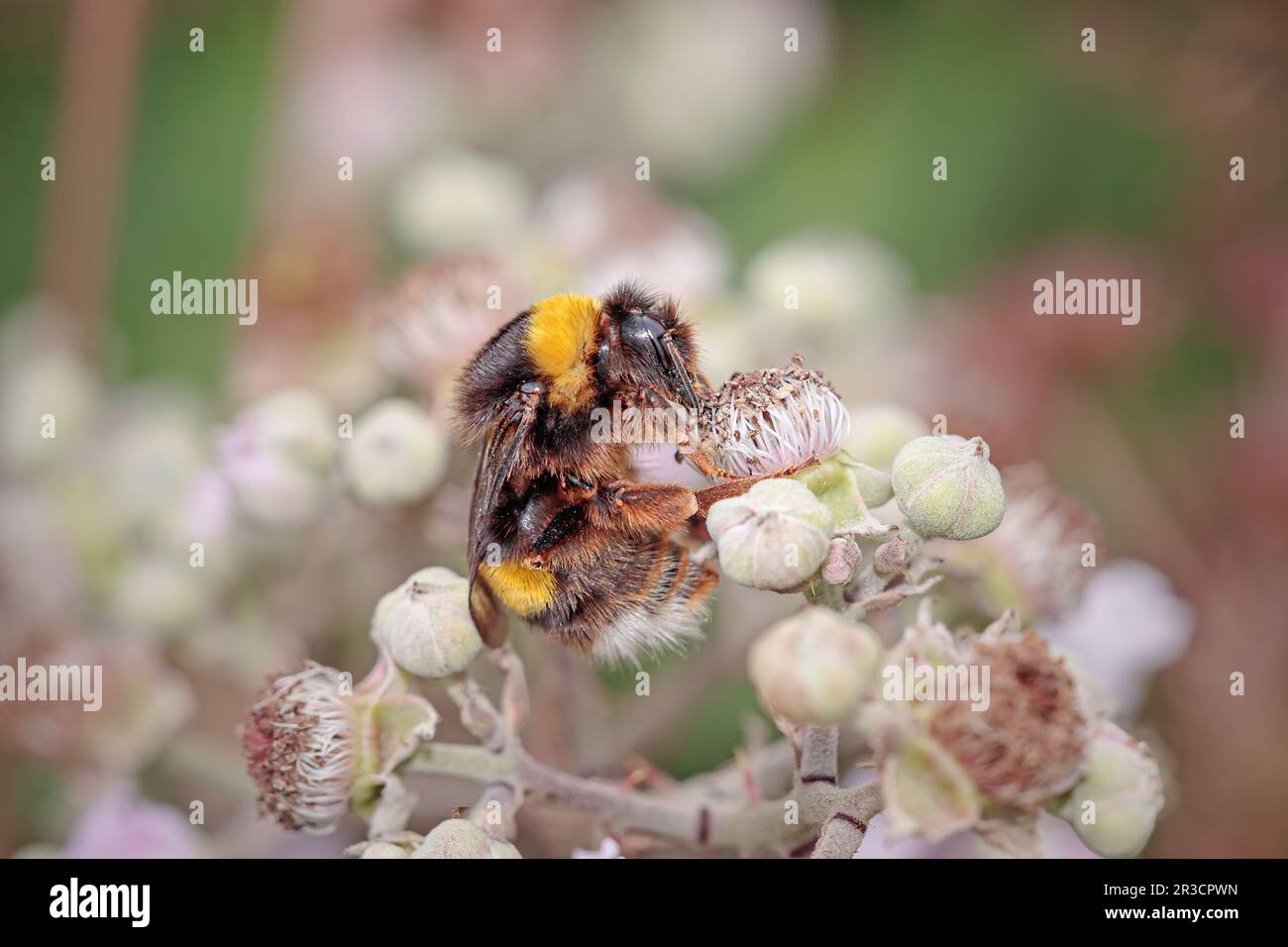 Beehive wild flowers hi-res stock photography and images - Alamy