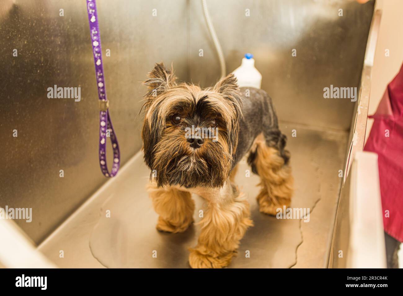 Cute little yorkshire terrier puppy is ready to be washed Stock Photo