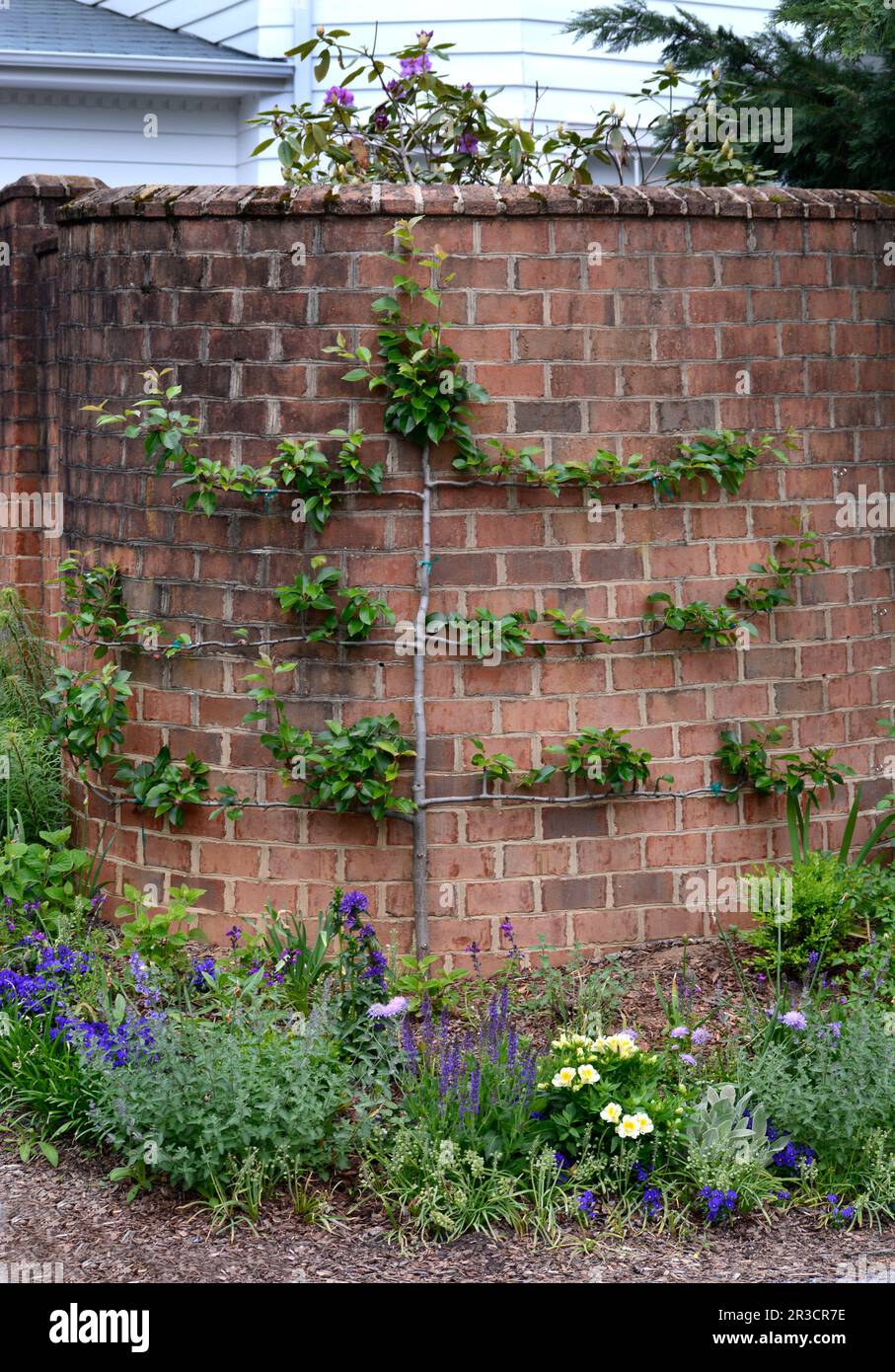 A dwarf apple tree pruned in the espalier method grows against a brick wall in Abingdon, Virginia. Stock Photo