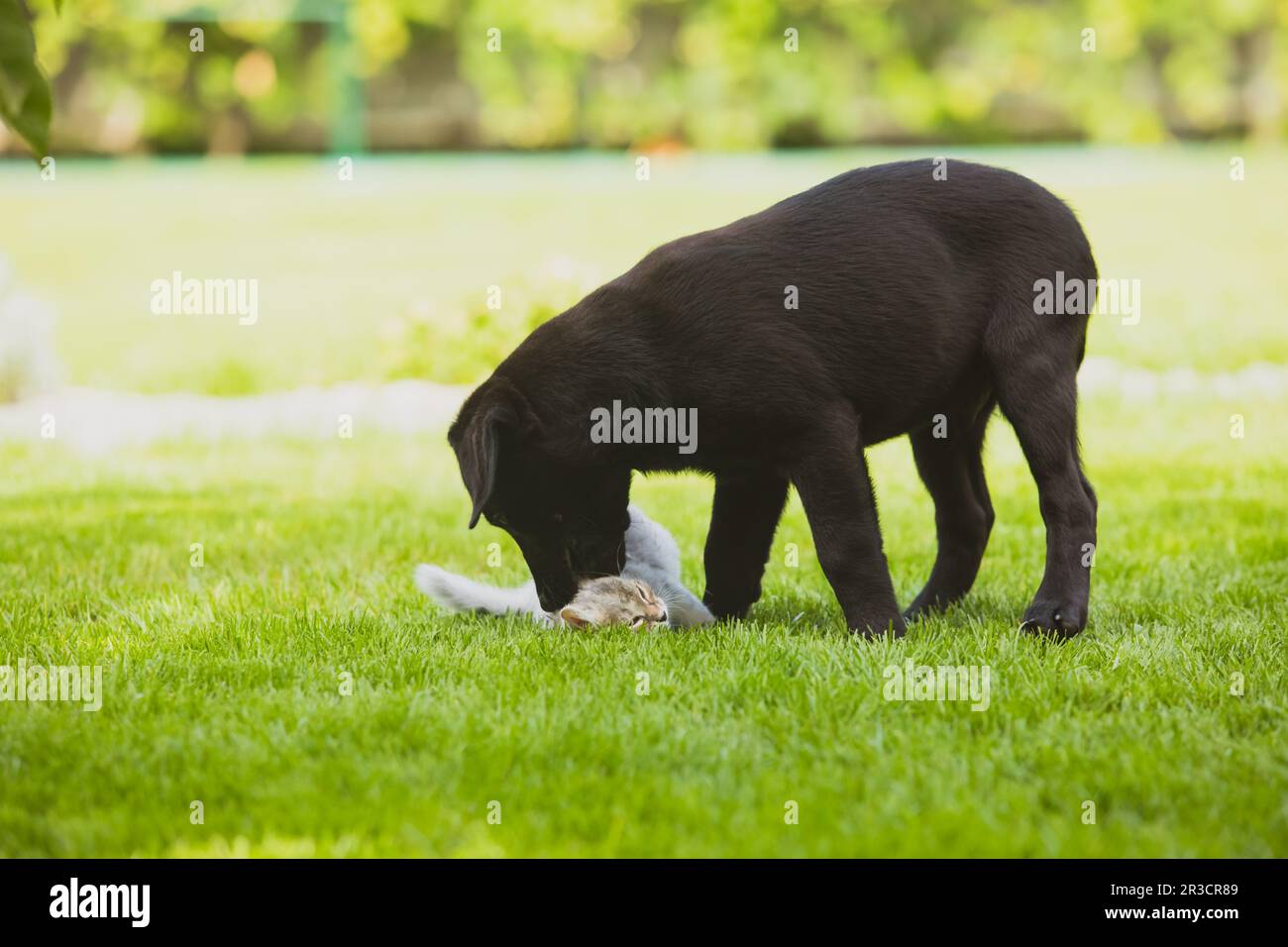 Funny animals playing outdoors in the garden Stock Photo