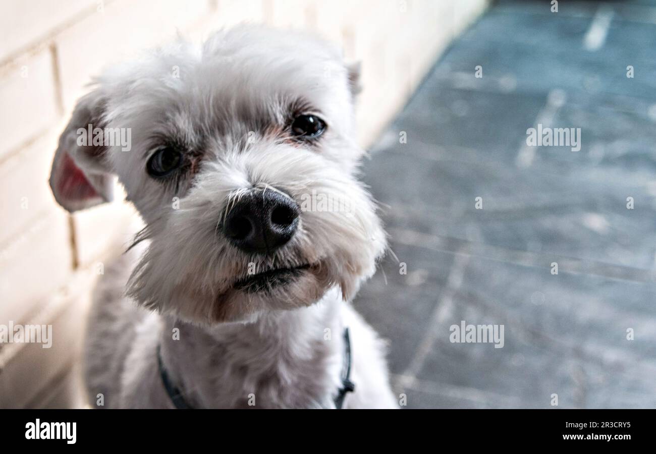 Close-up of a cute white stripped Bichon Maltese dog on the terrace of ...