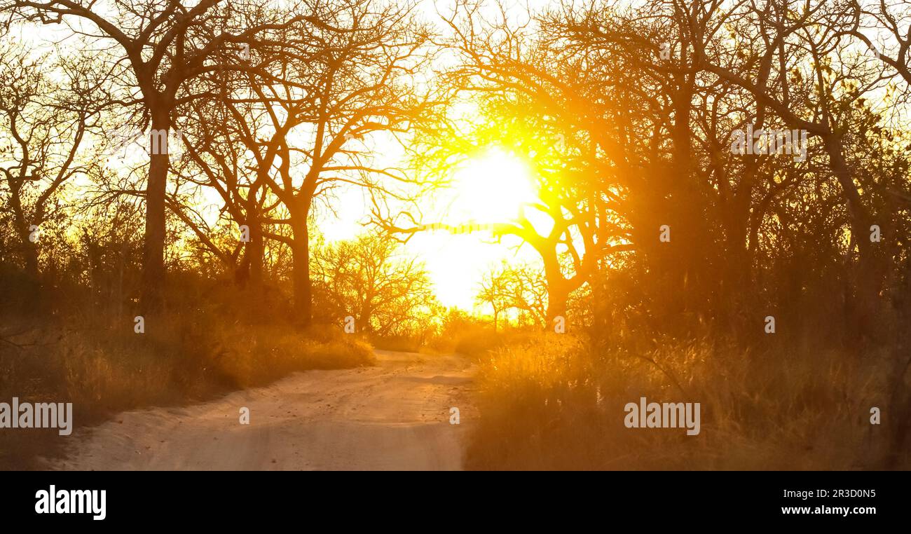 Silhouetted trees at sunset in South African bush Stock Photo