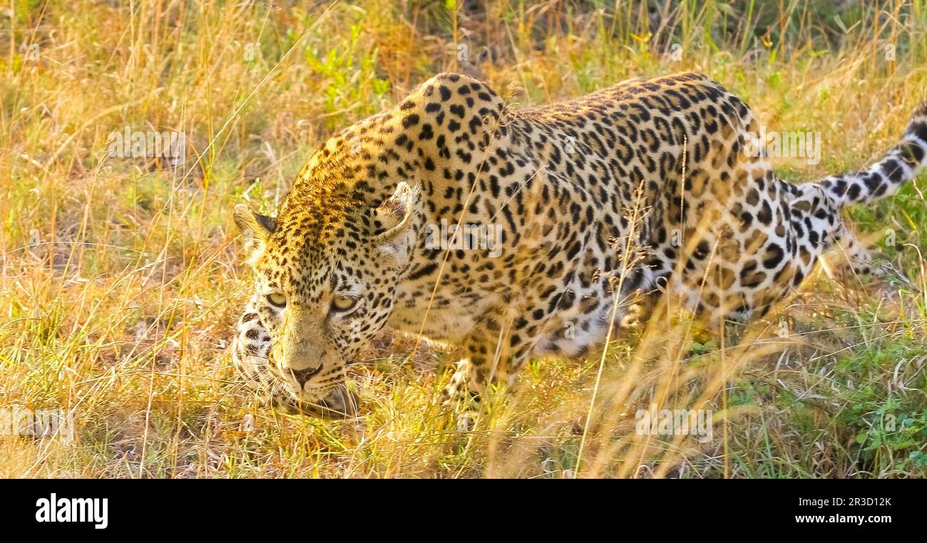 African Leopard walking in the grass Stock Photo