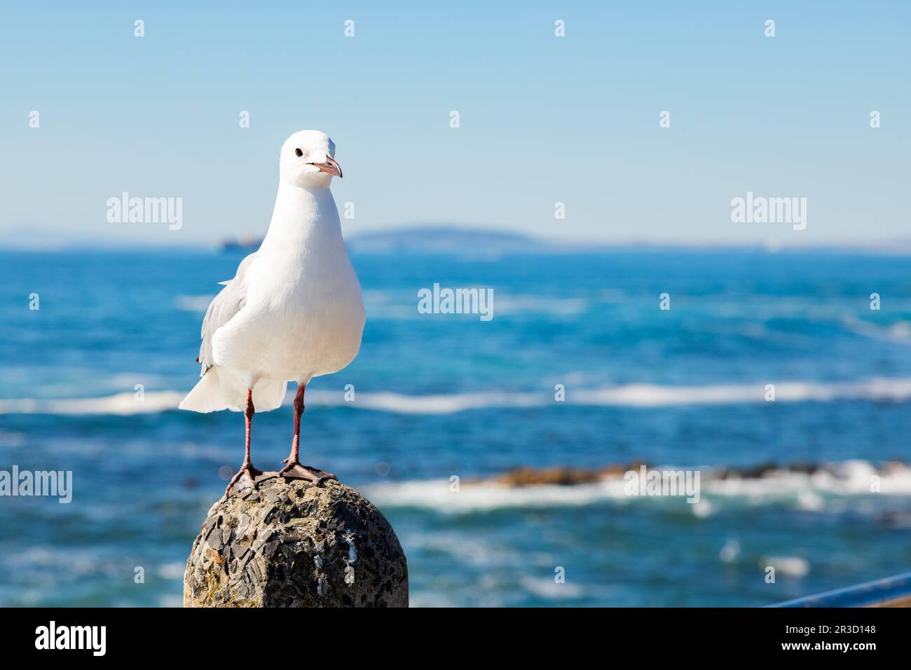 Close up of a Seagull in Sea Point Cape Town South Africa Stock Photo