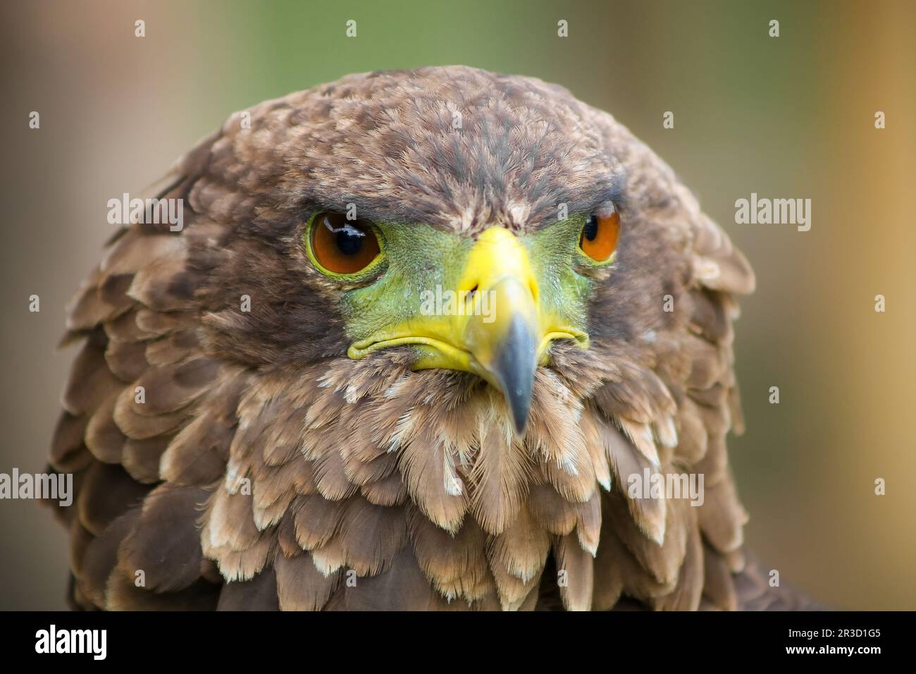 Close up macro of a brown eagle with a green and yellow beak Stock Photo