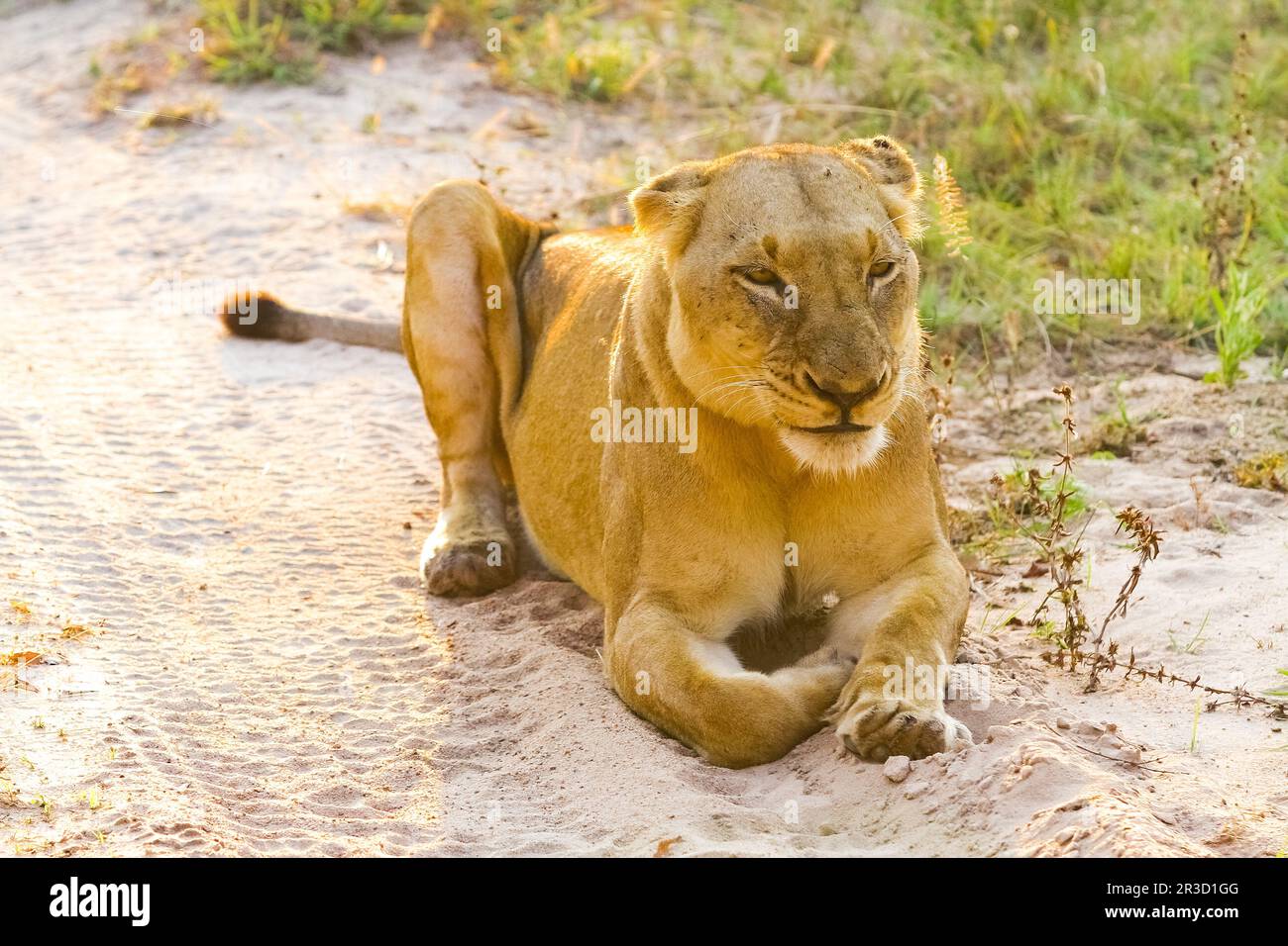 Close up of a female African Lion in a South African wildlife game reserve at sunrise Stock Photo