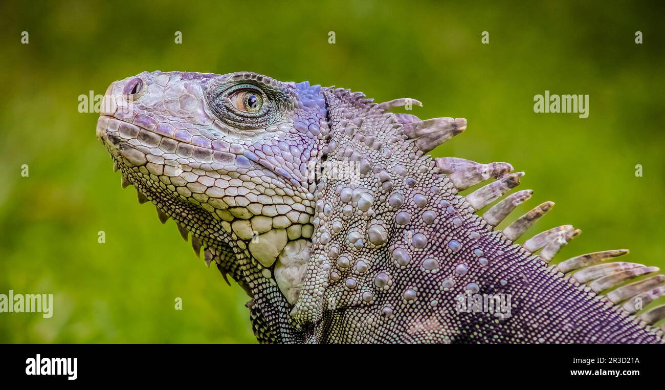 Close up of a Iguana on grass Stock Photo